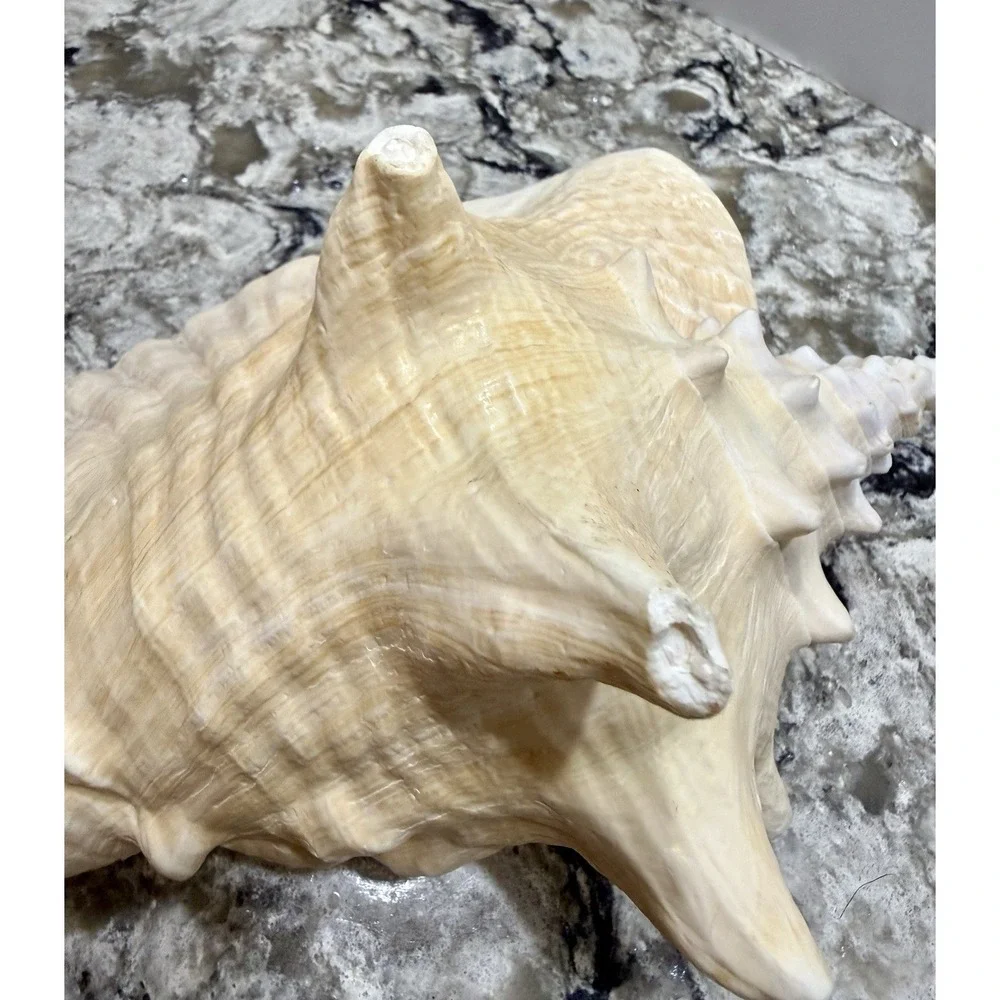 Queen Conch Sea Shell 9
